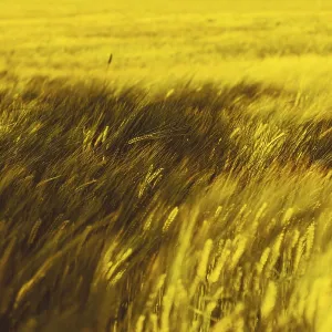 Wheat billowing in the wind, Poland