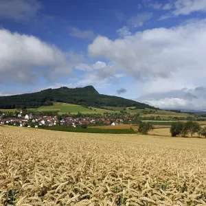 Wheat-field and the hegau volcano Hohenstoffeln in the background Wheat-field and the hegau volcano Hohenstoffeln in the background