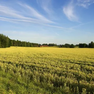Wheat (Triticum aestivum) ripening crop in field Wheat (Triticum aestivum) ripening crop in field