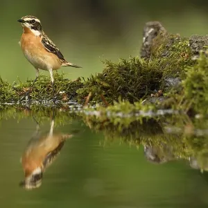 Whinchat (Saxicola rubetra), male Whinchat (Saxicola rubetra), male