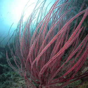 Whip gorgonian, Other animals, Corals