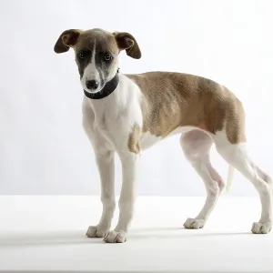Whippet, puppy, 11 weeks, collar, greyhound collar