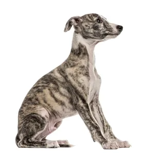 Whippet sitting, 2, 5 months, isolated on white Whippet sitting, 2, 5 months, isolated on white