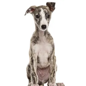 Whippet sitting, 2, 5 months, isolated on white Whippet sitting, 2, 5 months, isolated on white