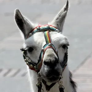 White alpaca in a rainbow colored harness looking at the camera White alpaca in a rainbow colored harness looking at the camera