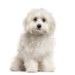White Bichon sitting, isolated on white White Bichon sitting, isolated on white