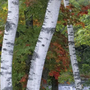 White birch trunks in a fall coloured forest