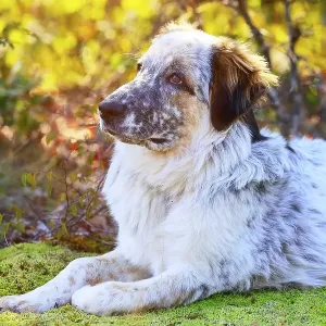 White and black large breed dog looking with attention