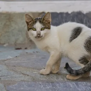 White and brown cat on floor tiles
