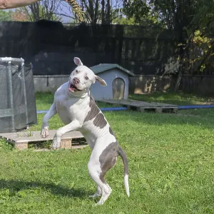 White and brown dog jumping for a treat held by a human White and brown dog jumping for a treat held by a human