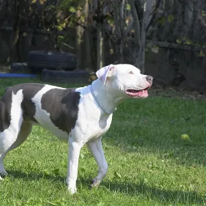 White and brown dog standing alert on the grass in a sunny backyard White and brown dog standing alert on the grass in a sunny backyard