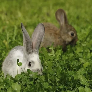 A white and a brown hare sitting in the grass A white and a brown hare sitting in the grass