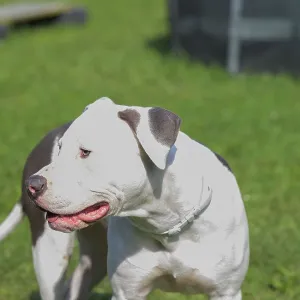 White and brown pitbull standing on grass White and brown pitbull standing on grass