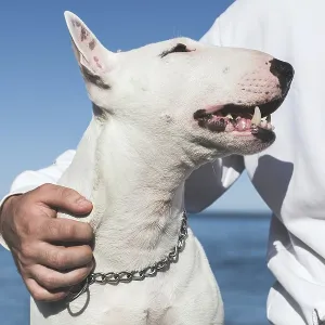 White Bull Terrier Affectionately Looks at Owner Print