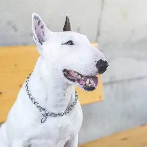 White bull terrier with chain collar sitting on yellow bench against concrete wall