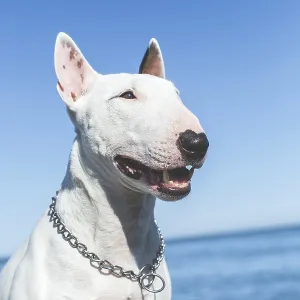 White bull terrier with chain collar smiling near sea under blue sky