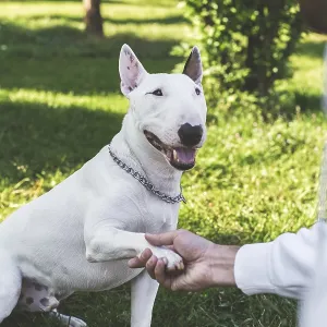 White Bull Terrier Giving Paw Print