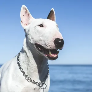 White Bull Terrier Print: Sunny Day Portrait