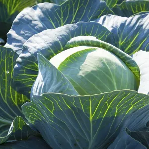 White Cabbage (Brassica oleracea)