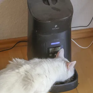 White Turkish Van Cat Eating at Feeder Print White Turkish Van Cat Eating at Feeder Print