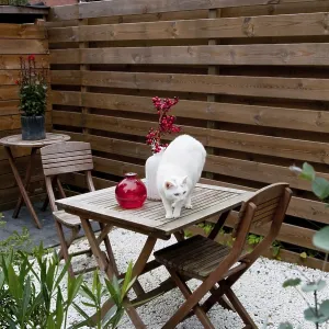 White cat in garden White cat in garden