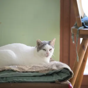 A white cat with gray ears is lounging on a cushion inside a sunlit room A white cat with gray ears is lounging on a cushion inside a sunlit room
