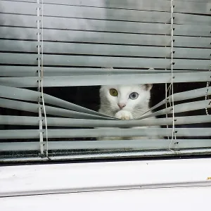 A white cat with heterochromia peers through window blinds A white cat with heterochromia peers through window blinds