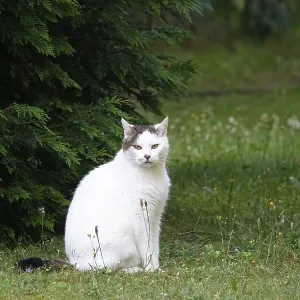 White cat, summer, Germany, Europe