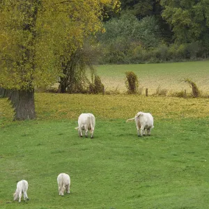 White cows graze on an autumn meadow next to trees with yellow leaves White cows graze on an autumn meadow next to trees with yellow leaves