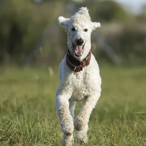 White, curly dog, poodle, king poodle runs freely across a sunny meadow