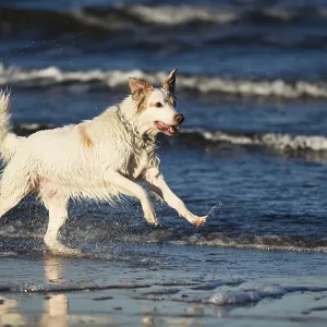 White dog bathes in the sea, Poland