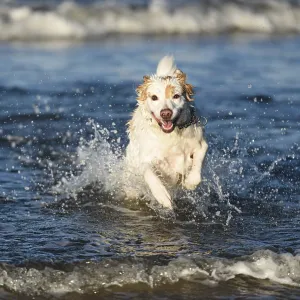 White dog bathes in the sea in Poland