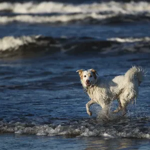 White dog bathes in the sea in Poland