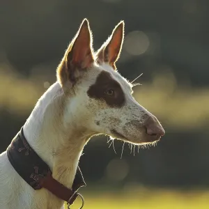 White dog with brown spots, Podenco