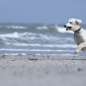 A white dog, King Poodle, runs joyfully along the beach