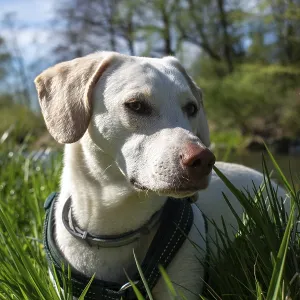 A white dog lies on the riverbank in the sunshine A white dog lies on the riverbank in the sunshine