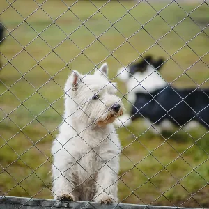A white dog looks through a chain-link fence at other dogs A white dog looks through a chain-link fence at other dogs