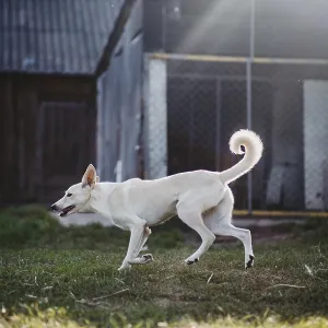 White dog in motion on grass with sun rays outdoors near a fenced area White dog in motion on grass with sun rays outdoors near a fenced area