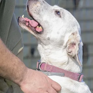 White dog with open mouth showing affection to a human White dog with open mouth showing affection to a human