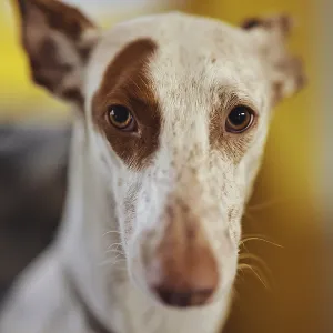 White dog, Podenco, with a brown spot on his face