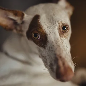 White dog, Podenco, with a brown spot on his face