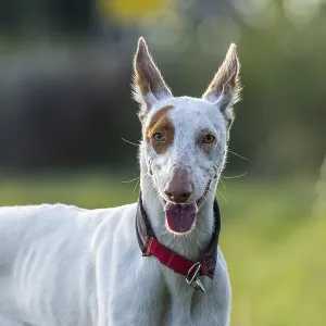 White dog, Podenco, with brown spots