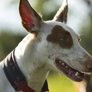 White dog, Podenco, with brown spots on face