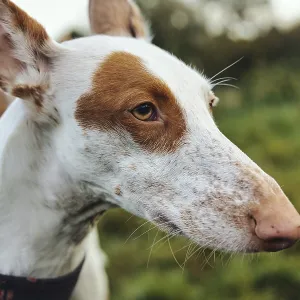 White dog, Podenco, with brown spots in a meadow