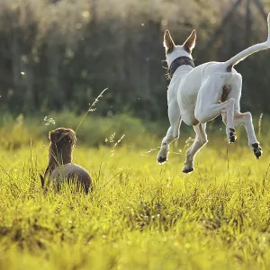 White dog, Podenco, flying over a sunny meadow