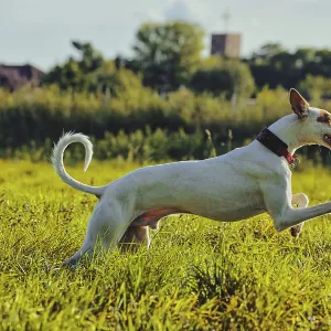 White dog, Podenco, running on a sunny meadow