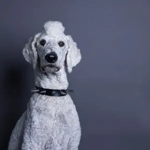 White dog, poodle, king poodle White dog, poodle, king poodle
