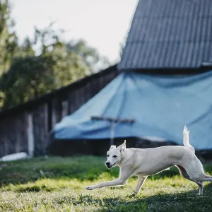 White dog running across a grassy area with a rustic barn and trees behind