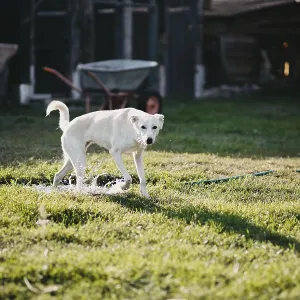 A white dog standing on grass in an outdoor setting with a wheelbarrow nearby A white dog standing on grass in an outdoor setting with a wheelbarrow nearby