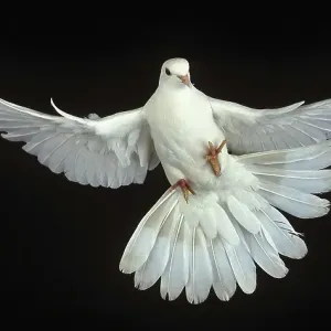 White Dove (columba livia), Adult in Flight against Black Background White Dove (columba livia), Adult in Flight against Black Background